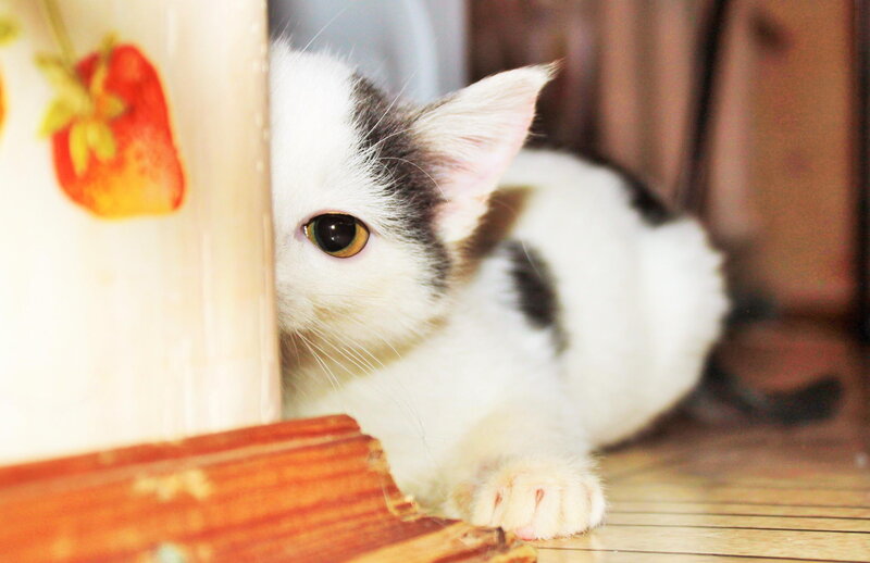 White and Black Kitten — Curious, Photograph
