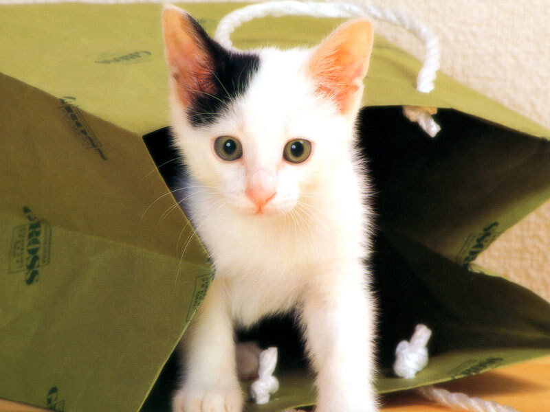 White and Black Kitten — Curious