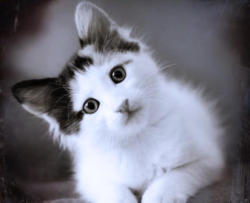 White and Black Kitten