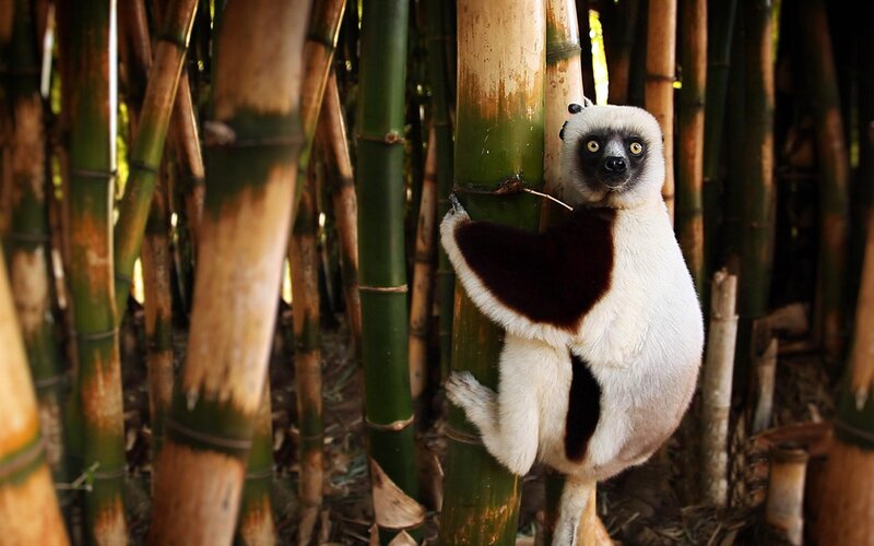 White and Black Lemur — Green, Natural, Afternoon