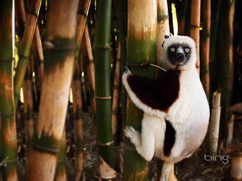 White and Black Lemur — Green, Natural