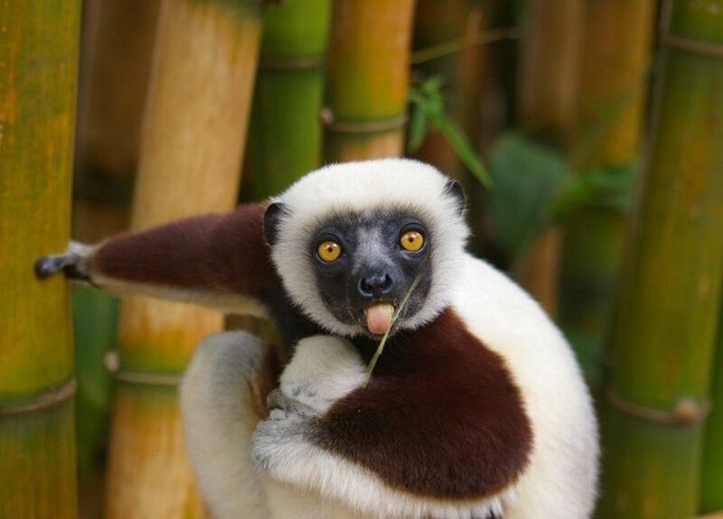 White-and-black Lemur