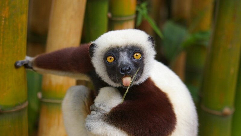 White-and-black Lemur — White