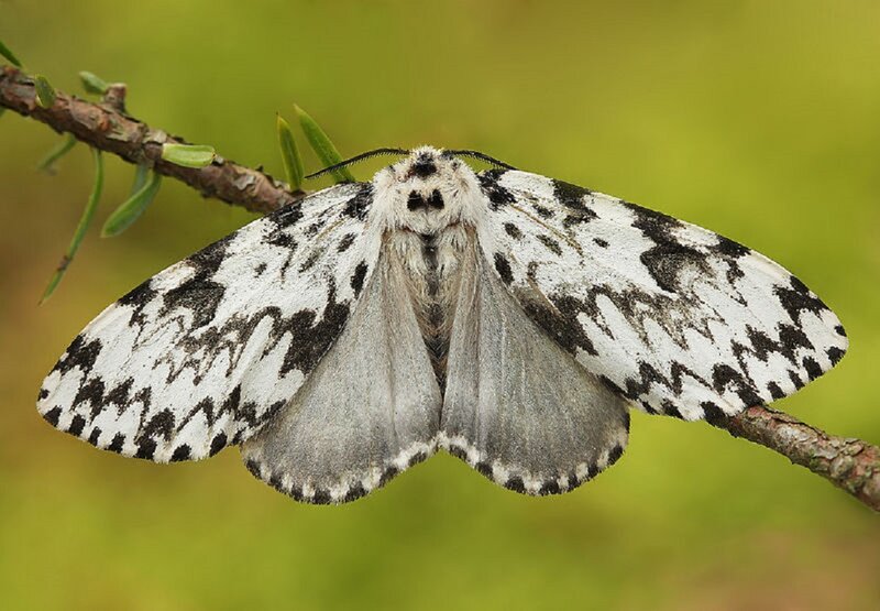 White and Black Moth