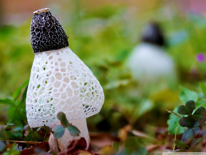 White and Black Mushroom — Green