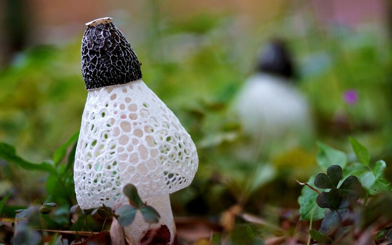 White and Black Mushroom
