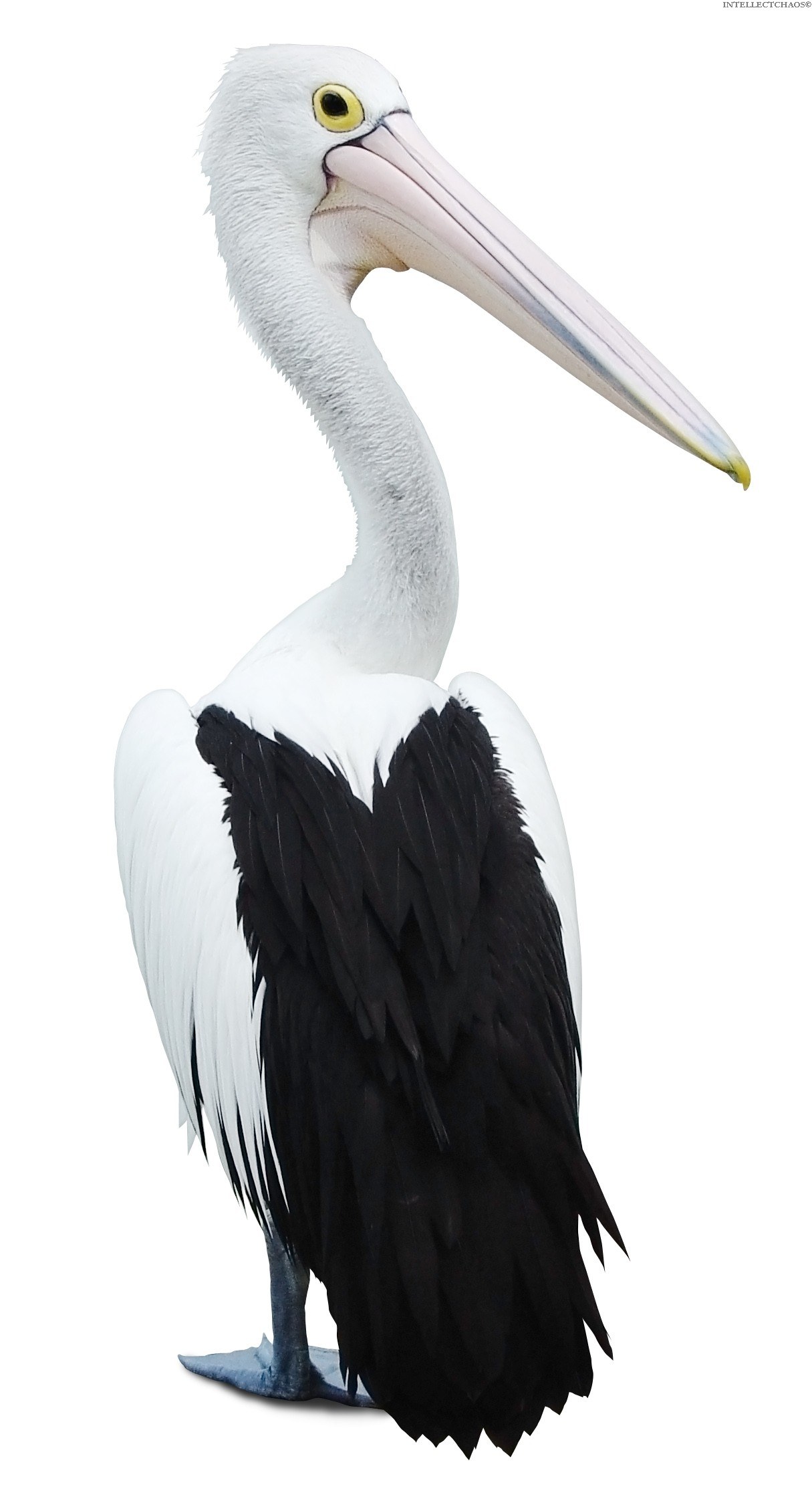 white and black pelican