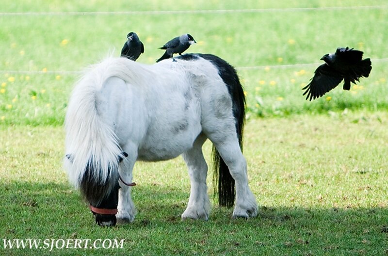 White and Black Pony