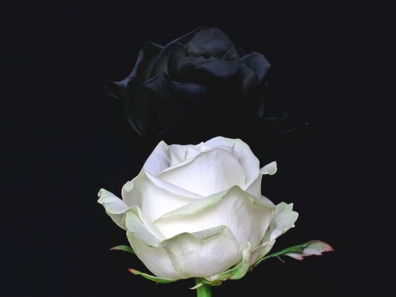 White and Black Roses