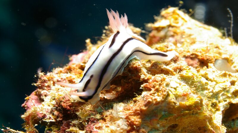 White and Black Sea Slug
