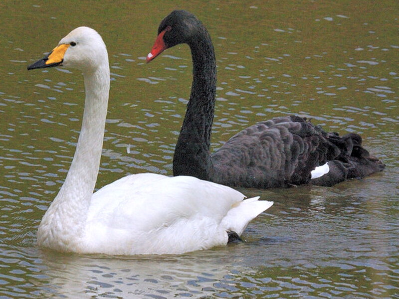 White and Black Swans