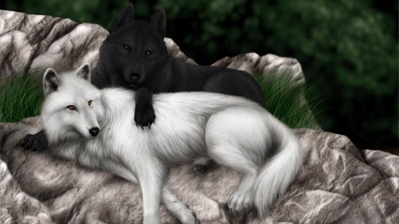 White and Black Wolves — Calm, Digital Art, Rocks, Grass