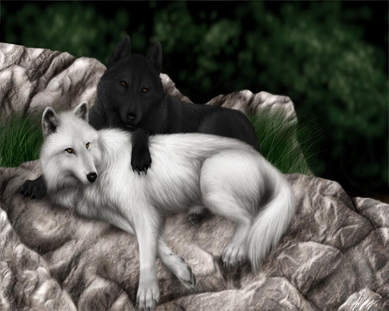 White and Black Wolves — Calm, Digital Art, Rocks