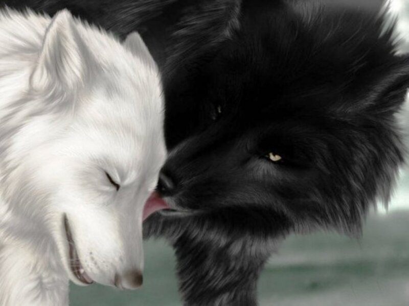 White and Black Wolves — Calm, Digital Art