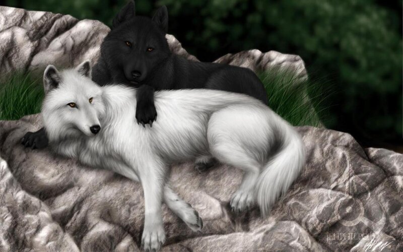 White and Black Wolves — Calm