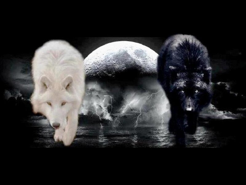 White and Black Wolves — Dramatic