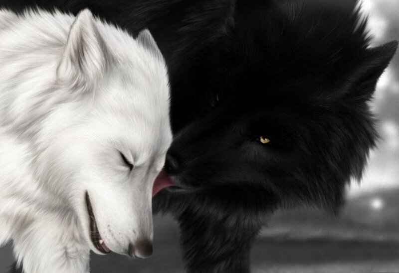 White and Black Wolves — Intimate, Digital Art, Tongue