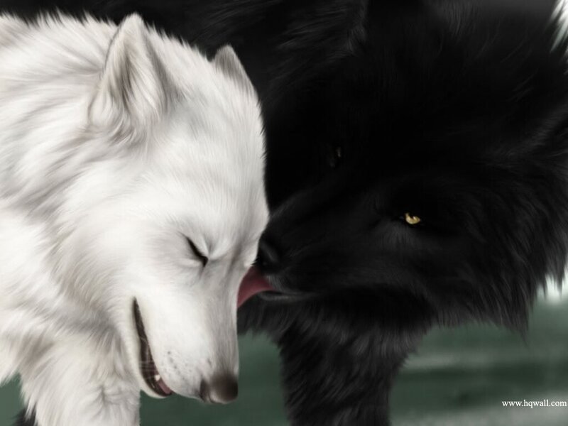 White and Black Wolves