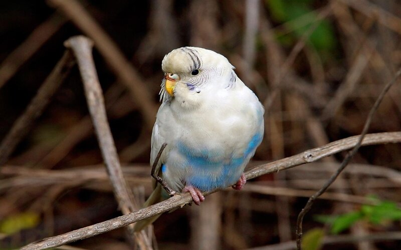 White and Blue Budgerigar — Calm, Photograph