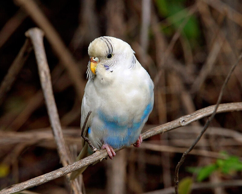 White and Blue Budgerigar — Calm
