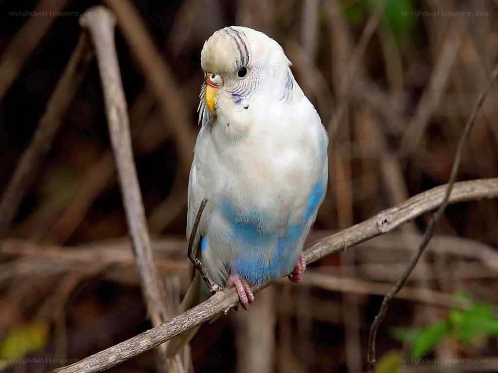 white and blue budgerigar
