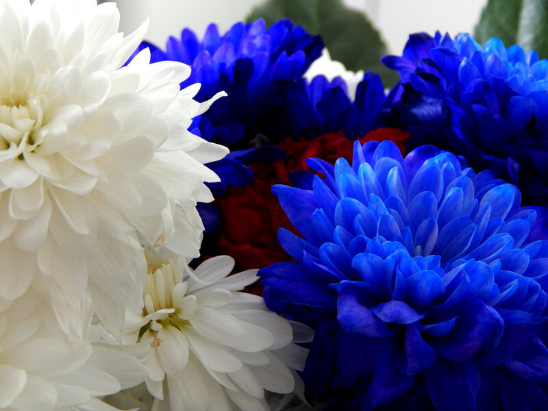 White and Blue Chrysanthemums