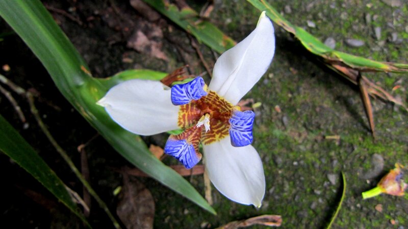 White and Blue Flower — Natural