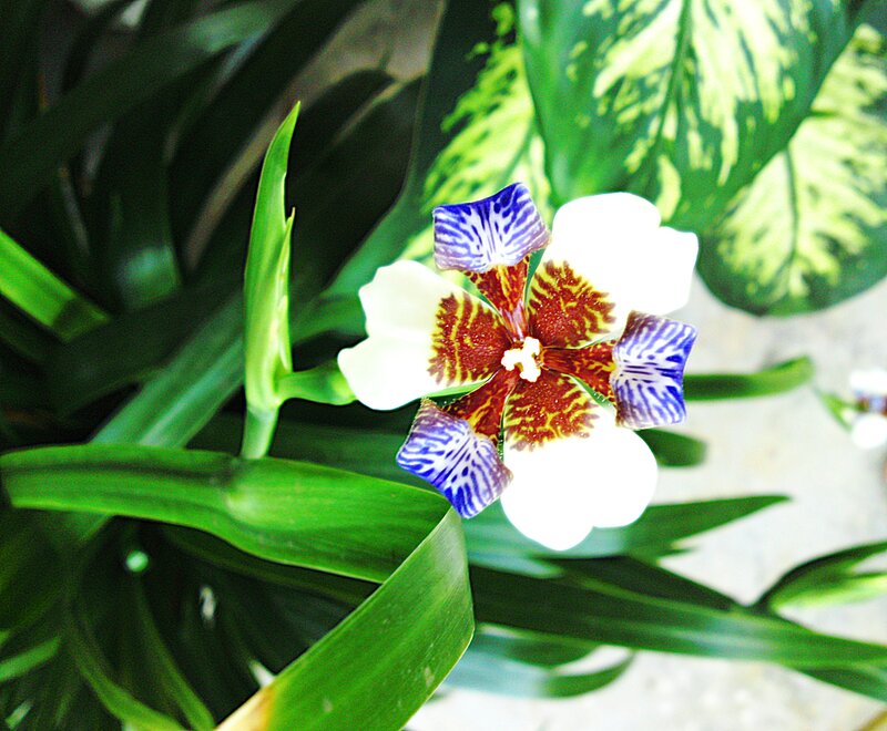 White and Blue Flower
