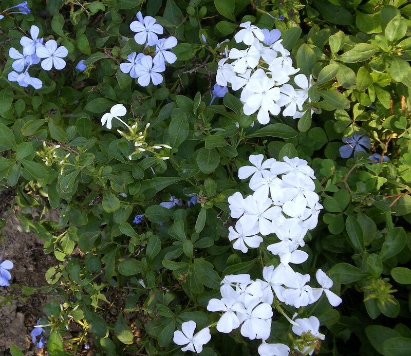 White and Blue Flowers — Calm, Afternoon