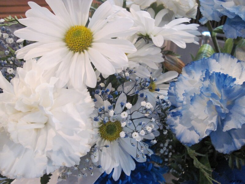 White and Blue Flowers — Calm, Photograph, Daisies