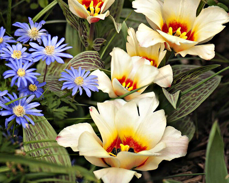 White and Blue Flowers — Calm, Spring