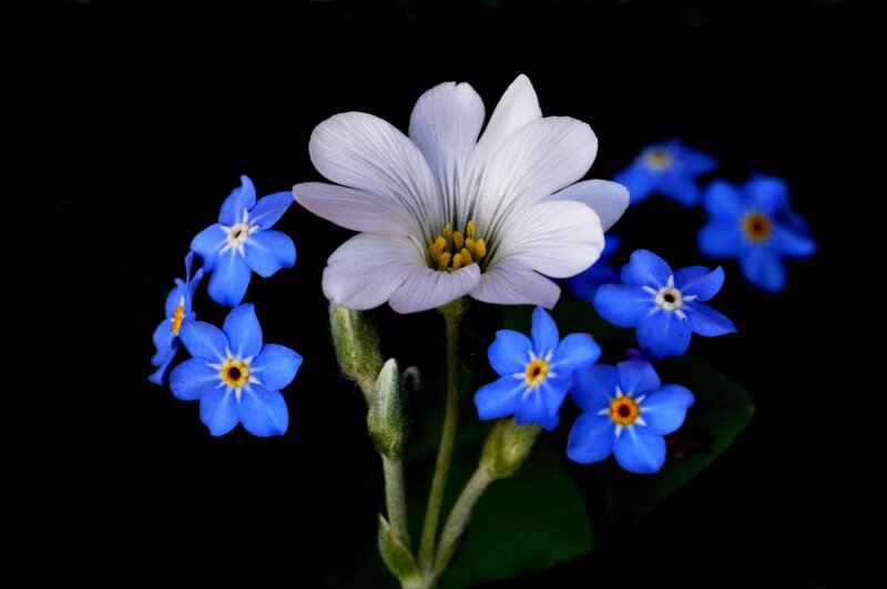 White and Blue Flowers — Dramatic