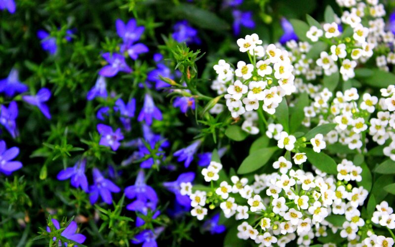 White and blue flowers in garden