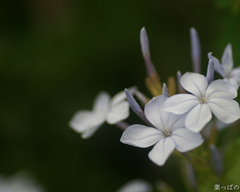 White and Blue Flowers — Serene, Photograph, Buds