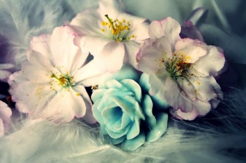 White and Blue Flowers — Serene, Spring, Photograph, Feathers