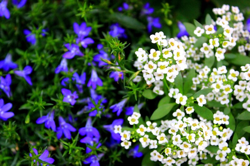 White and Blue Flowers — Serene, Spring, Photograph, Green Leaves, Bushes