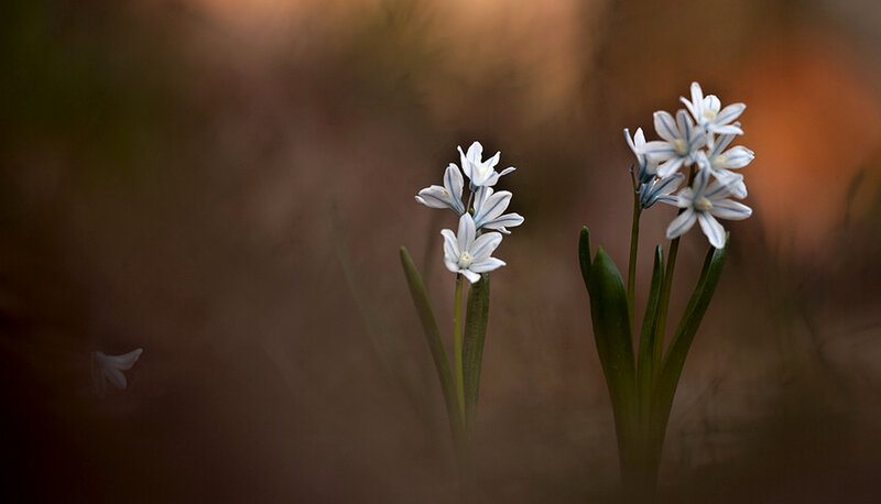 White and Blue Flowers — Serene, Spring, Photograph, Green Leaves