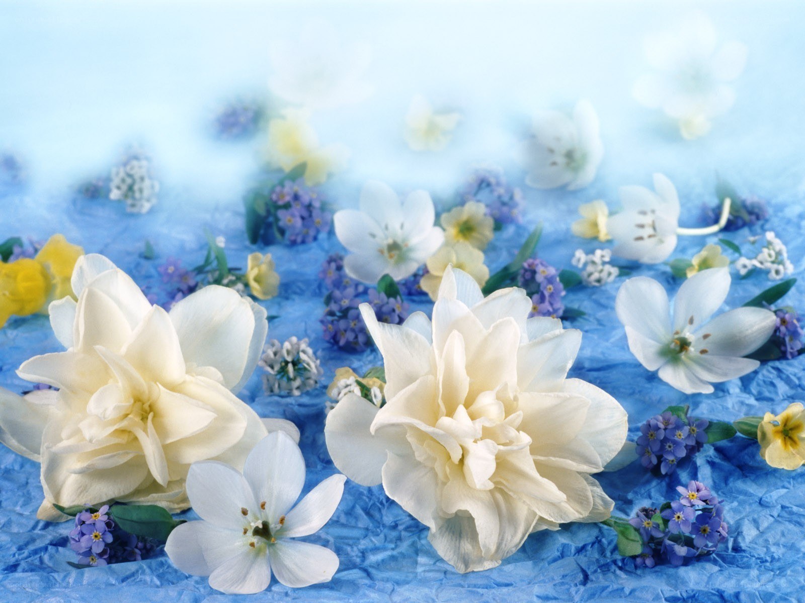 white and blue flowers