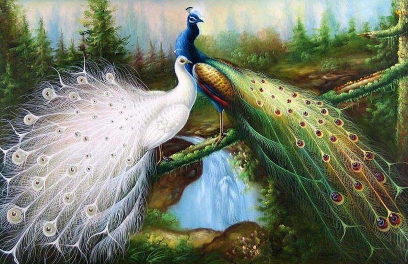 White and Blue Peacocks — Green