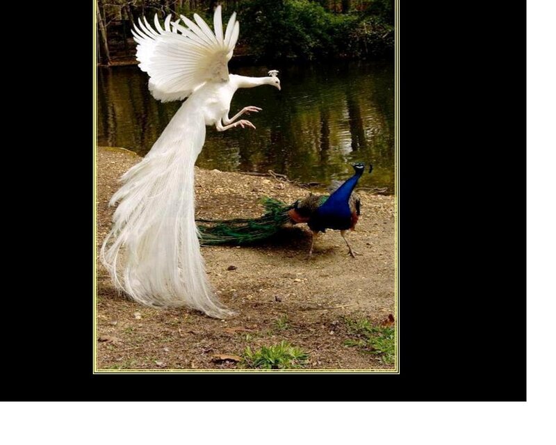 White and Blue Peacocks — Natural