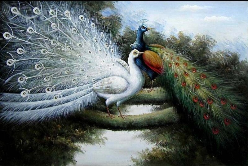 White and Blue Peacocks