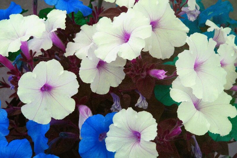 White and blue petunias in bloom