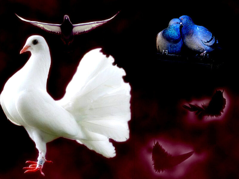 White and Blue Pigeons