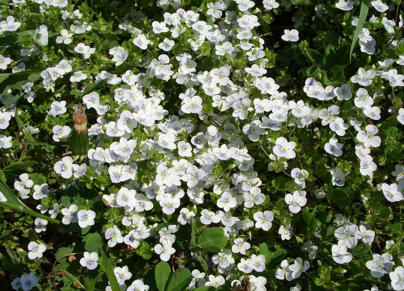 white and blue wildflowers