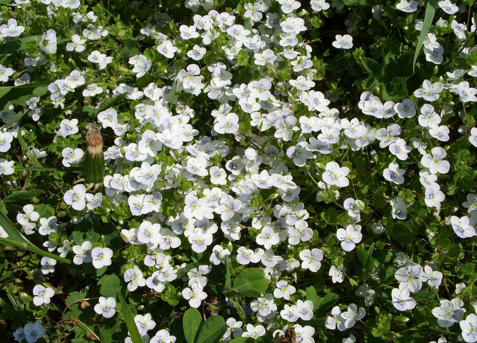 white and blue wildflowers