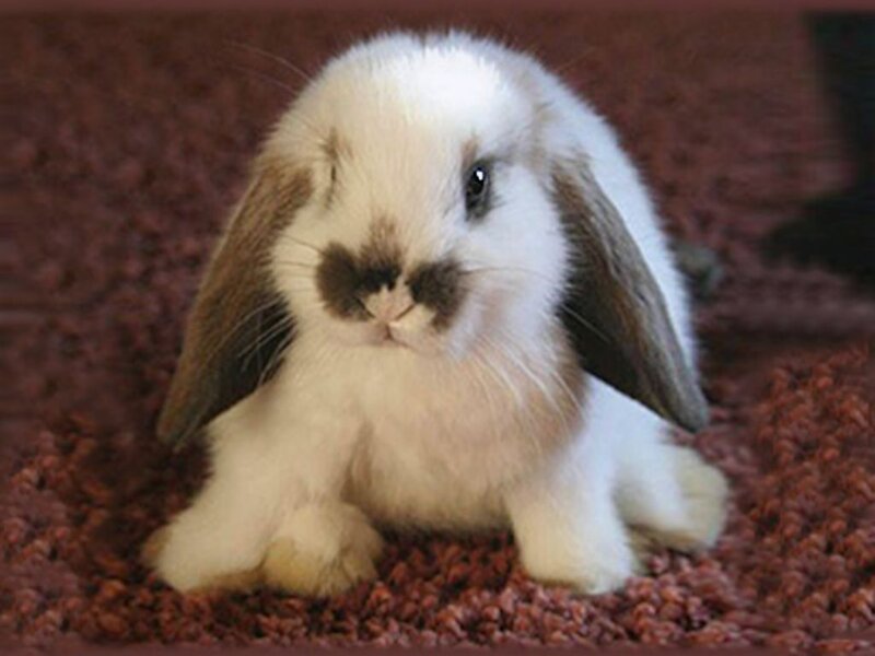 White and Brown Bunny — Calm