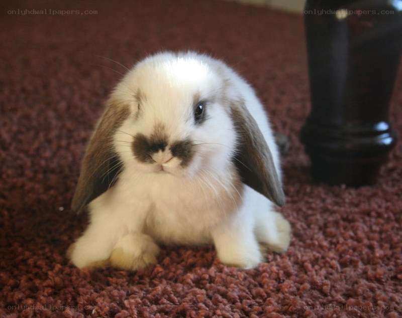 white and brown bunny