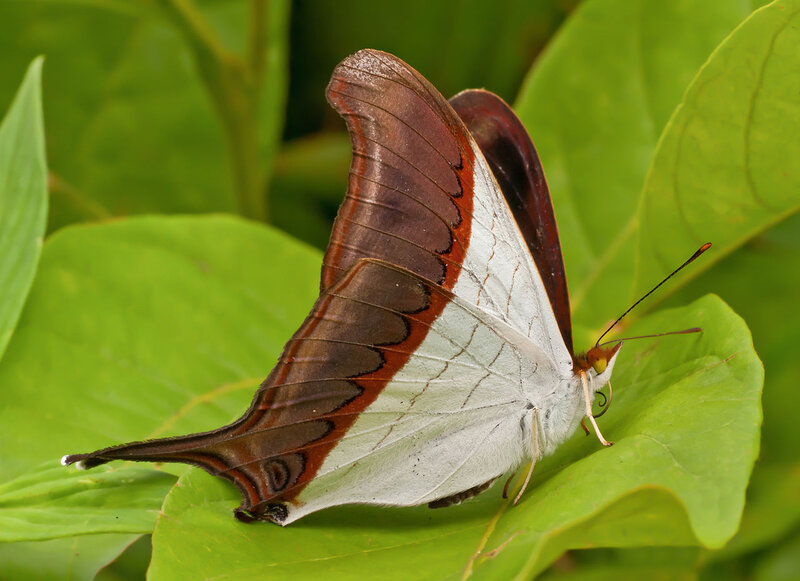 White and Brown Butterfly