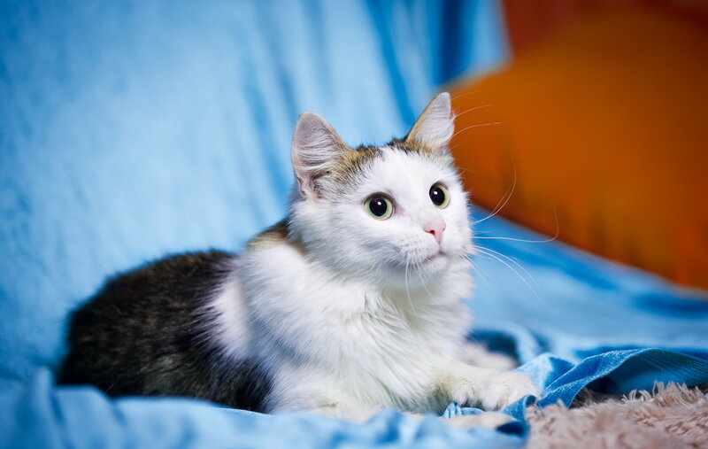 White and Brown Cat — Blue, Calm