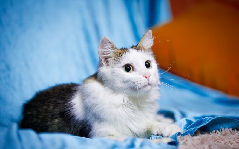 White and Brown Cat — Blue